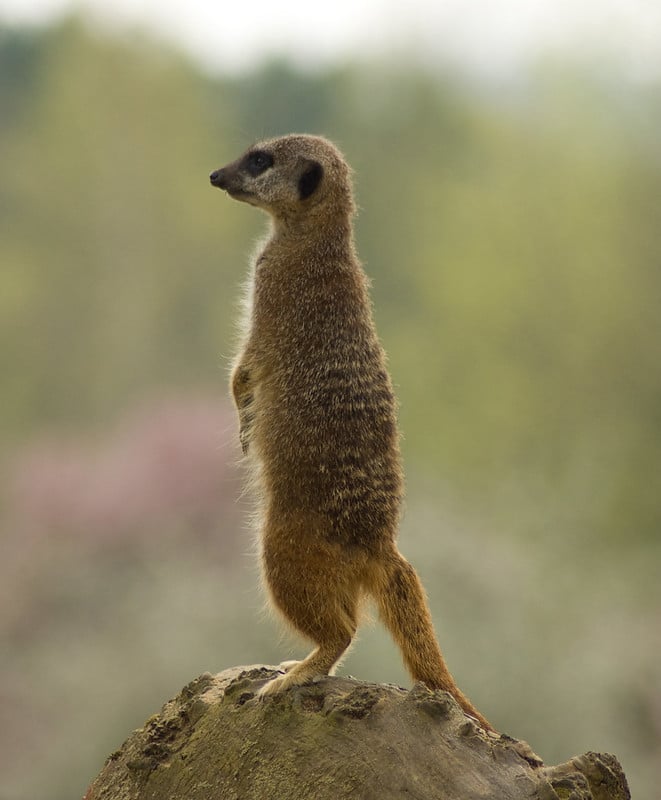 Le suricate, sentinelle du désert, est vigilant face aux prédateurs - Instinct Animal