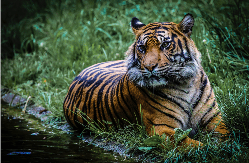 Le tigre utilise ses vibrisses pour se repérer dans son environnement - Instinct Animal