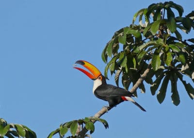 Toucan toco perché sur une branche d'arbre - Instinct Animal