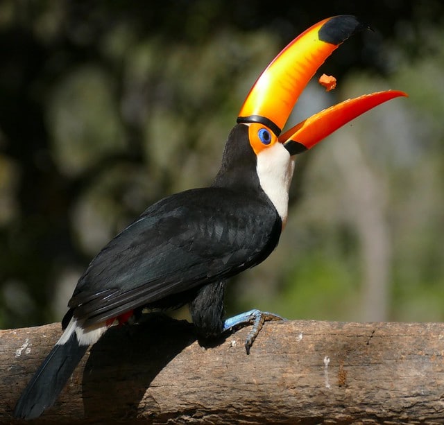 Toucan toco, oiseau en train d'avaler un fruit - Instinct Animal