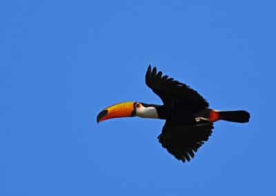 Toucan toco en vol, oiseau d'Amérique du Sud - Instinct Animal