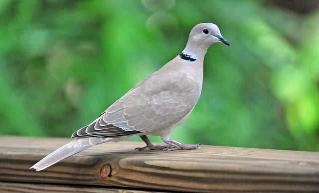 Tourterelle turque, oiseau, famille des pigeons - Instinct Animal