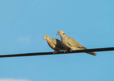 Couple de tourterelles turques sur un fil électrique - Instinct Animal