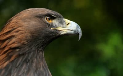 Techniques de chasse chez les aigles