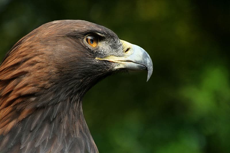 Techniques de chasse chez les aigles