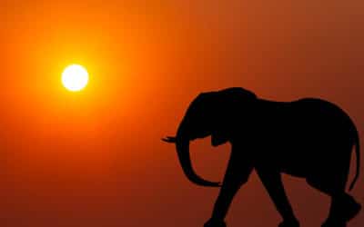 Découvrez 5 animaux emblématiques d’Afrique !