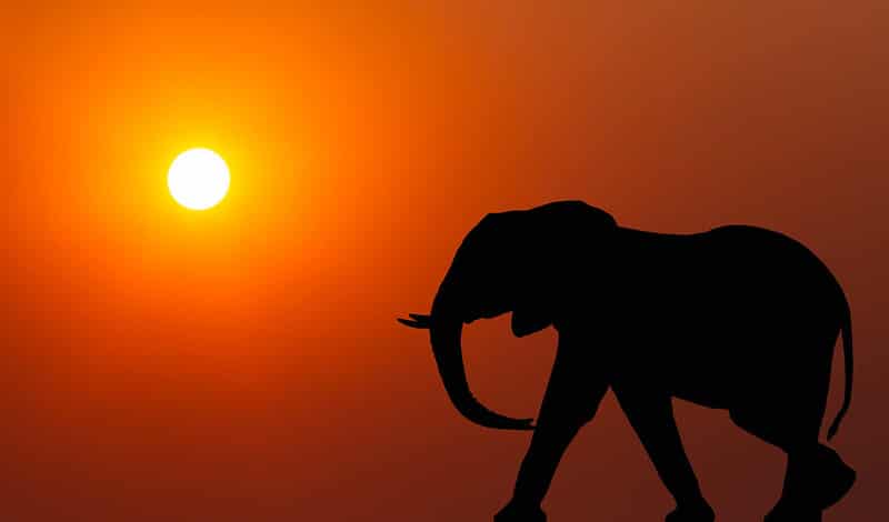 Découvrez 5 animaux emblématiques d’Afrique !