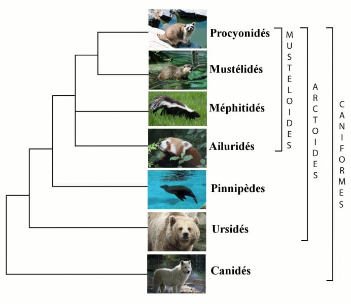 Arbre phylogénétique des caniformes