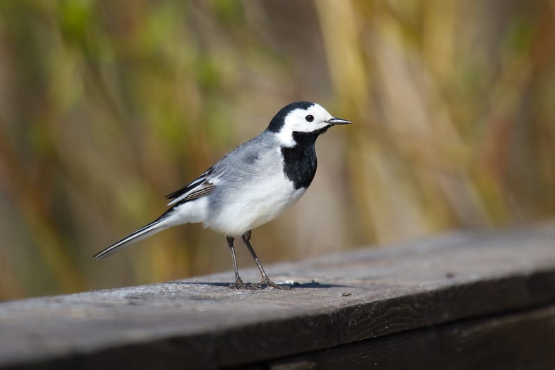 Identifier les oiseaux des jardins à leur taille et à leur silhouette - Instinct Animal
