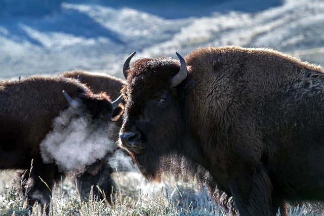 Le bison d'Amérique du Nord, grand mammifère herbivore des plaines - Instinct Animal