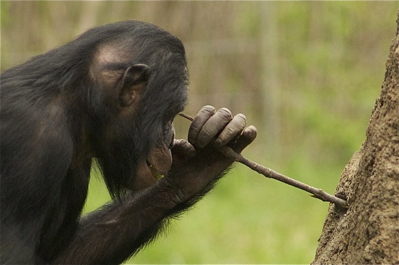 Ces animaux qui utilisent des outils étonnants !