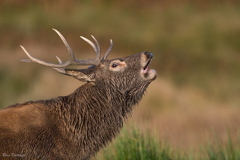 Le brame du cerf mâle pour attirer les biches lors du rut - Instinct Animal