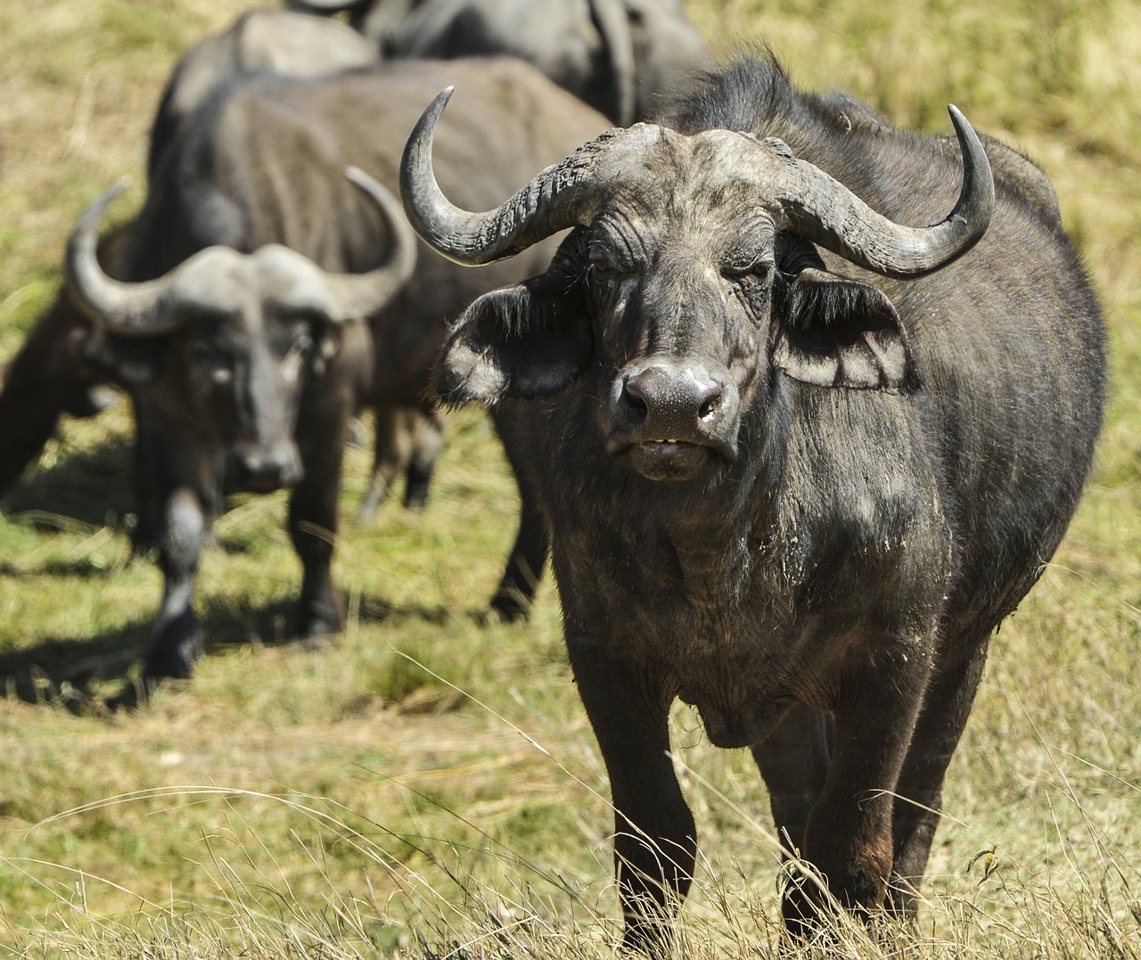 Le buffle, animal dangereux avec des cornes puissantes - Instinct Animal