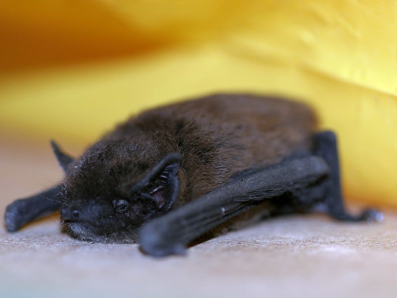 Chauve souris pipistrelle commune, mammifère volant - Instinct Animal