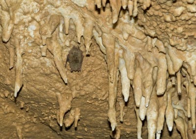 Une chauve-souris suspendue à la paroi d'une grotte, hibernation - Instinct Animal