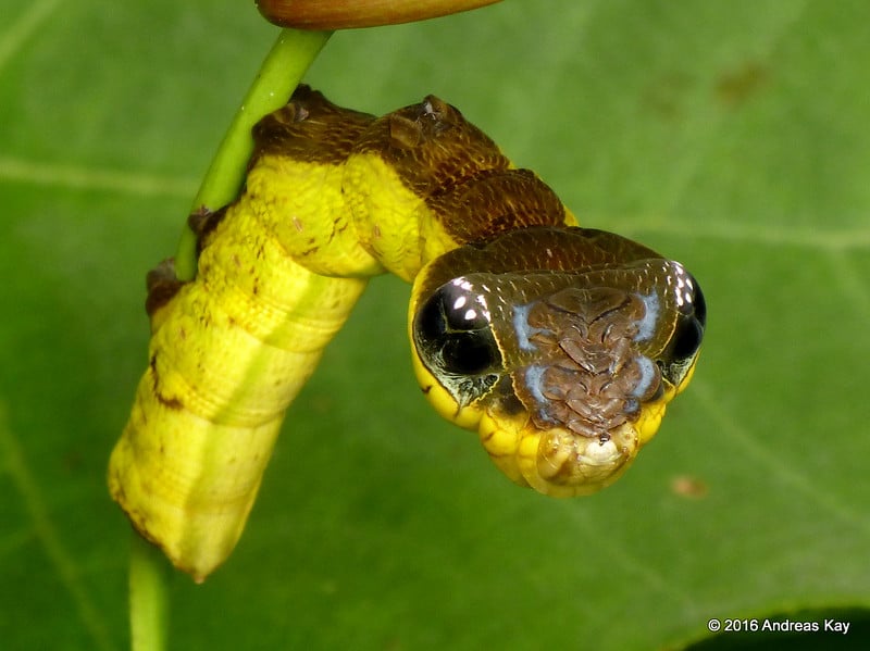 Mimétisme : une chenille imite un serpent - Instinct Animal