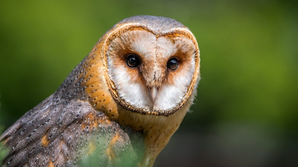Quelle différence entre la chouette et le hibou ? Instinct Animal