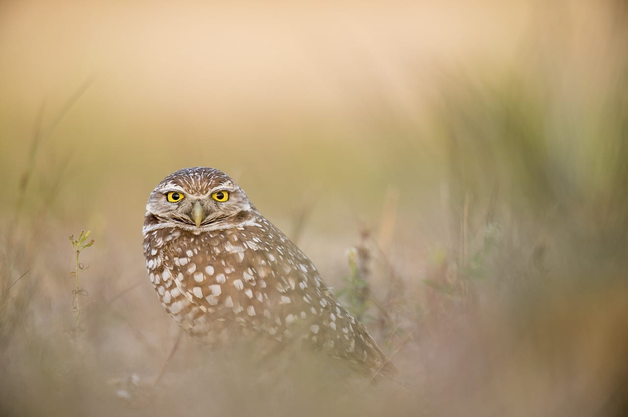 Chouette à l'iris jaune, rapace diurne