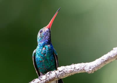 Colibri circé, petit oiseaux pollinisateur de fleurs du Mexique - Instinct Animal