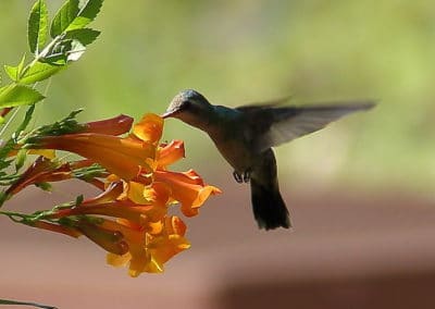 Le colibri suce le nectar des fleurs grâce à son bec et sa langue - Instinct Animal