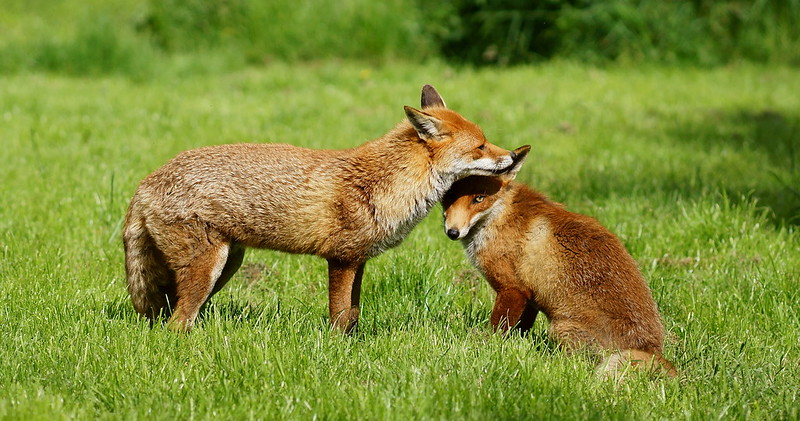 Le couple de renards roux est solidaire dans l'éducation des renardeaux