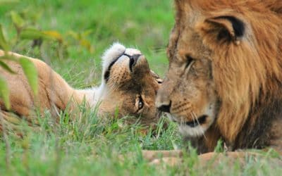 Découvrez les techniques de drague chez les animaux !