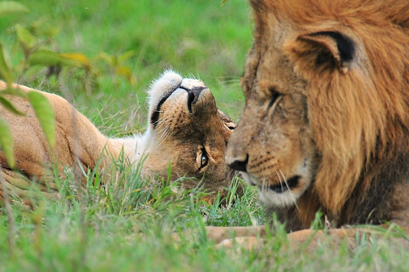 Découvrez les techniques de drague chez les animaux !