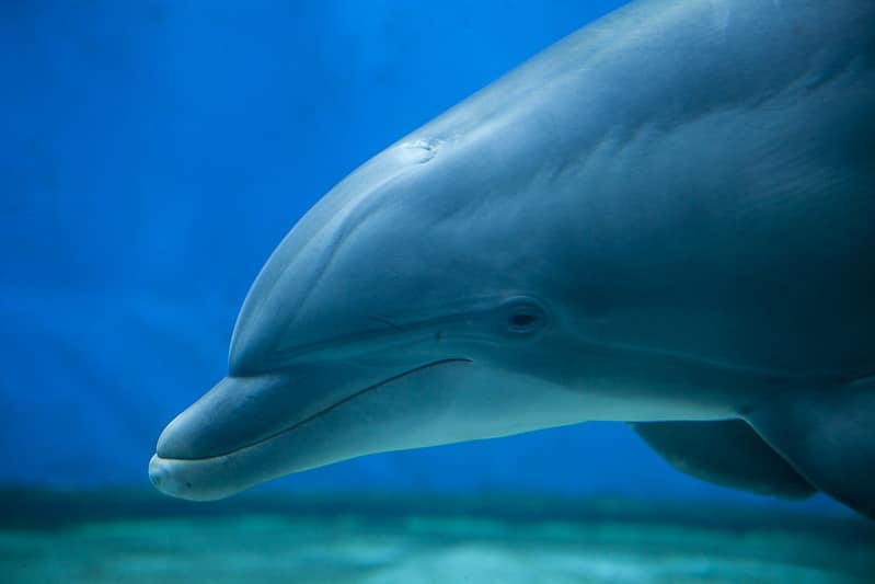 Les dauphins expriment des émotions semblables à la tristesse lors de la mort d'un de leur congénère