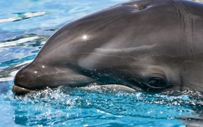 Les dauphins aussi portent le deuil