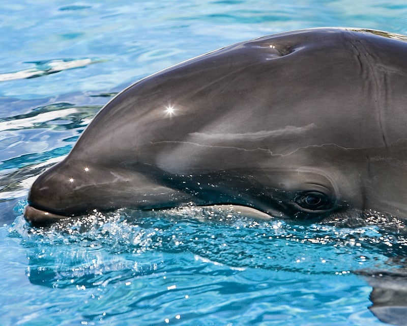 Les dauphins aussi portent le deuil