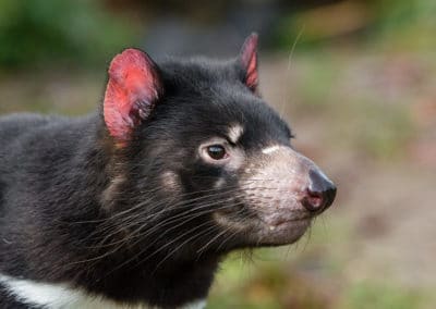 Diable de Tasmanie, marsupial en danger d'extinction - Instinct Animal