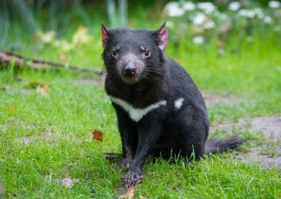 Diable de Tasmanie, espèce menacée de disparition - Instinct Animal