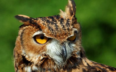 Chouette ou hibou : quelle différence ?