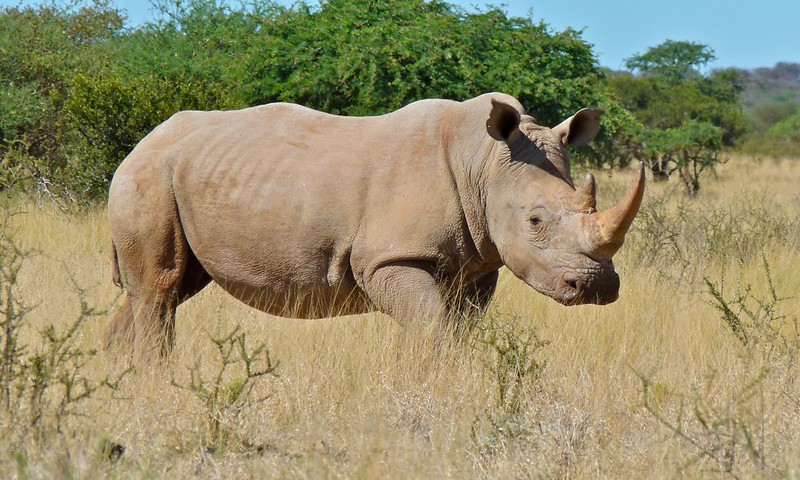 Les différences entre le rhinocéros noir et le rhinocéros blanc