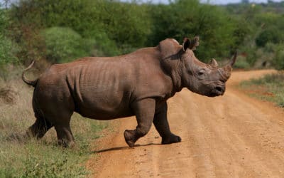 Rhinocéros blanc et rhinocéros noir : quelles différences ?