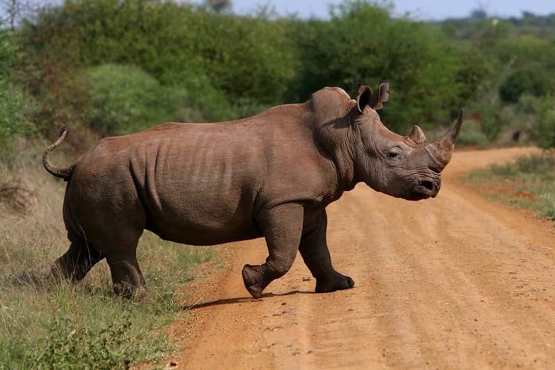 Rhinocéros blanc et rhinocéros noir : quelles différences ?