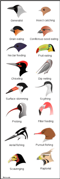 Les différentes formes de bec des oiseaux 