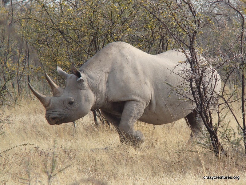 Les différences entre le rhinocéros blanc et le rhinocéros noir