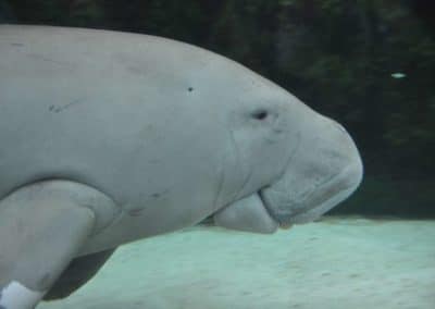 Le dugong, mammifère marin herbivore - Instinct Animal