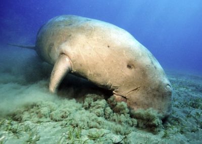 Dugong en train de brouter les herbiers marins - Instinct Animal