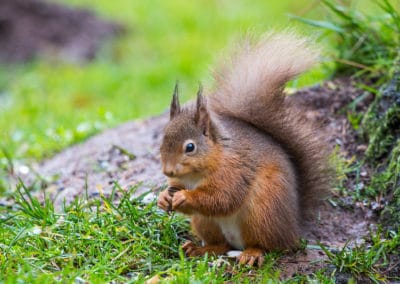 L'ecureuil cache des réserves de nourriture pour l'hiver - Instinct Animal