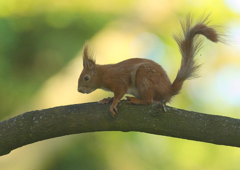 Ecureuil roux (Sciurus vulgaris), Mammifères, Vertébrés