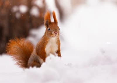 L'ecureuil roux n'hiberne pas en hiver - Instinct Animal
