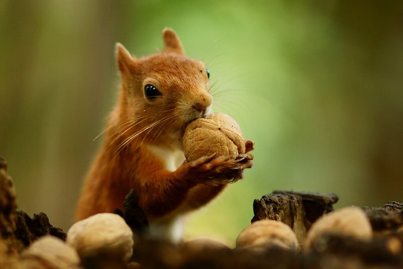 Un écureuil roux mange une noix, rongeur arboricole - Instinct Animal