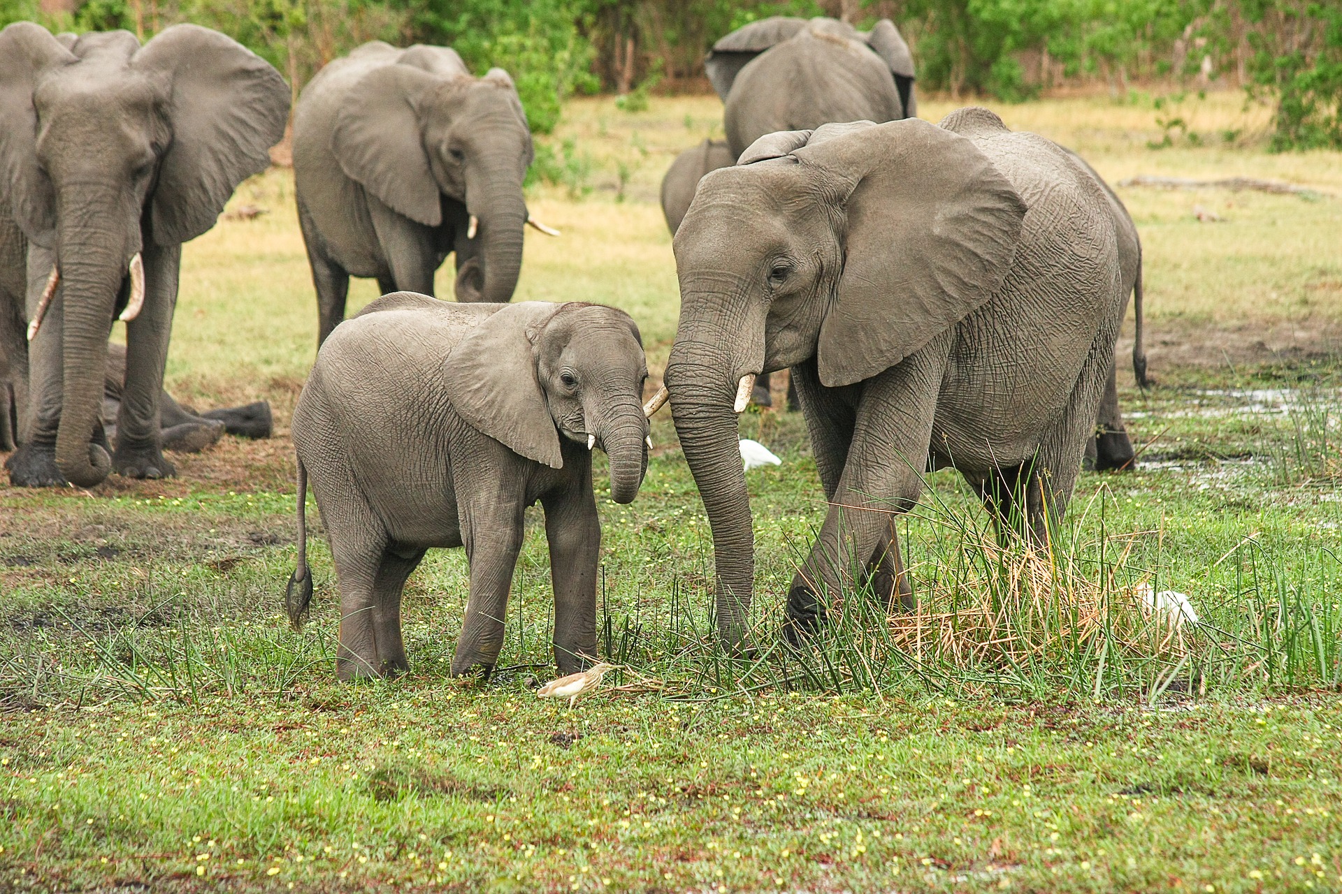 L'éléphant, le plus gros mammifère terrestre - Instinct Animal