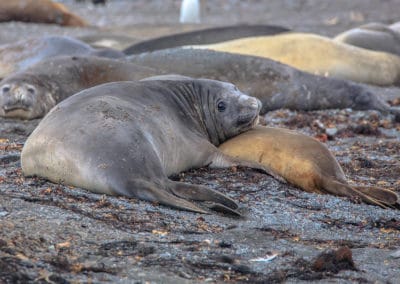 Femelle éléphant de mer austral et son petit sur une plage - Instinct Animal