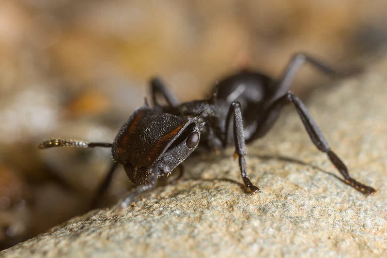 Le ver parasite la fourmi et lui modifie son apparence physique afin qu'elle soit mangée par un oiseau
