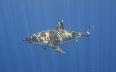 5 raisons de ne plus avoir peur des requins