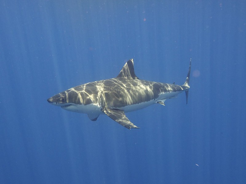 5 raisons de ne plus avoir peur des requins