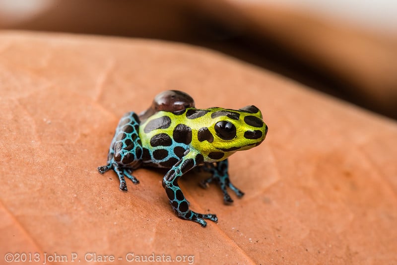 Le mimétisme chez les grenouilles pour éviter la prédation - Instinct Animal